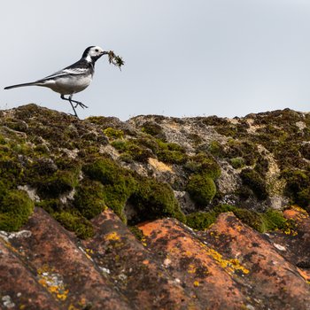 A pied wagtail at the Heal site