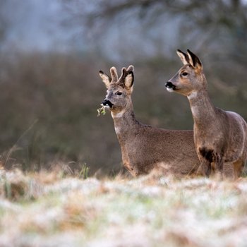2 Roe deer at the Heal site