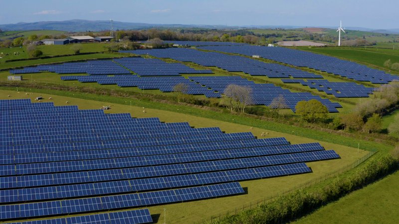 Solar farm with animals