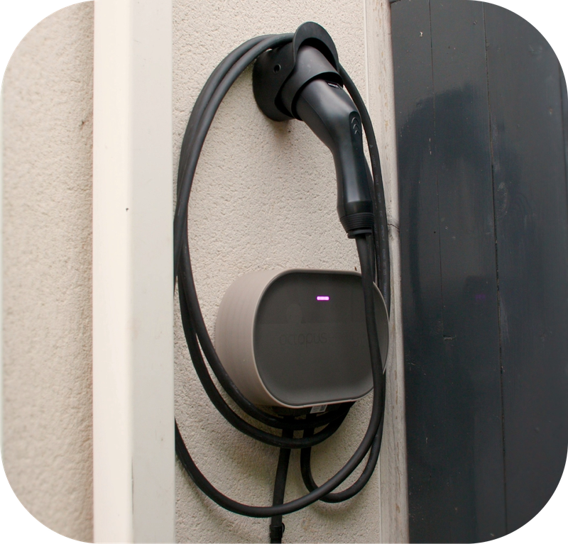 Stylistic shot of octopus tethered charged