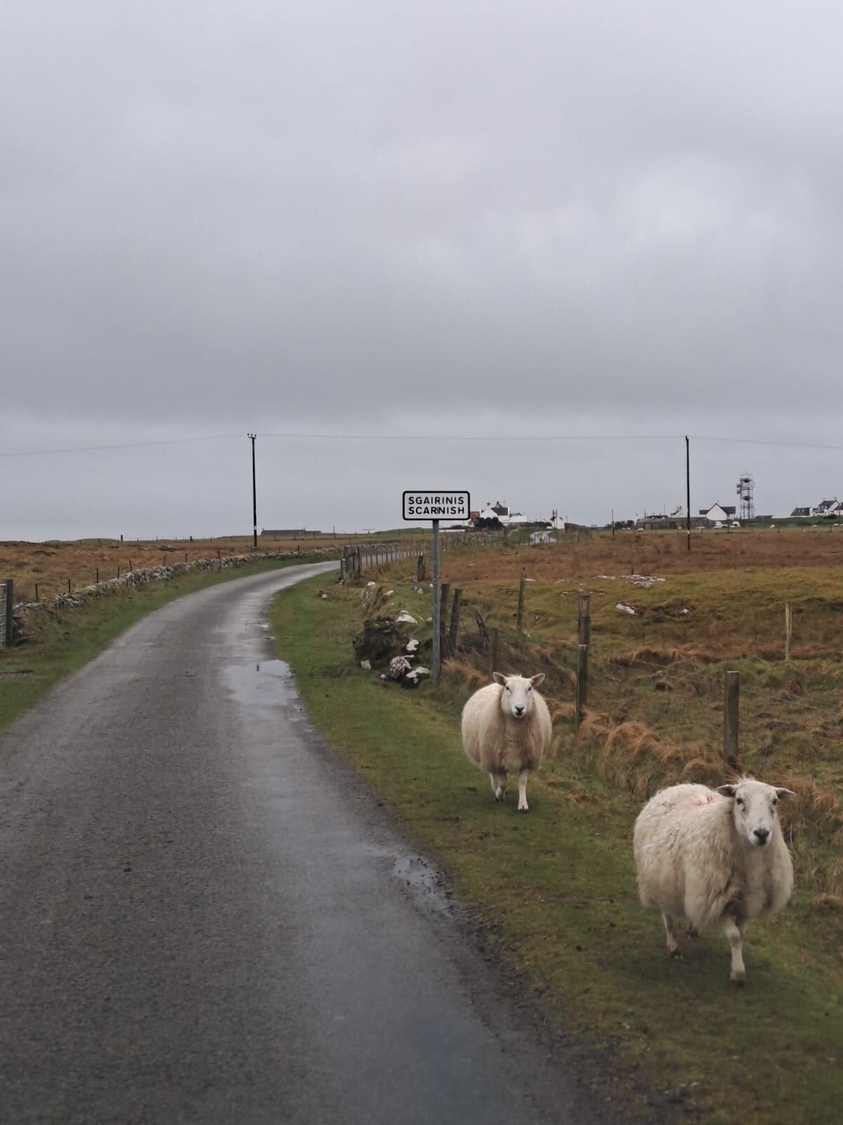 sheep in scotland oes