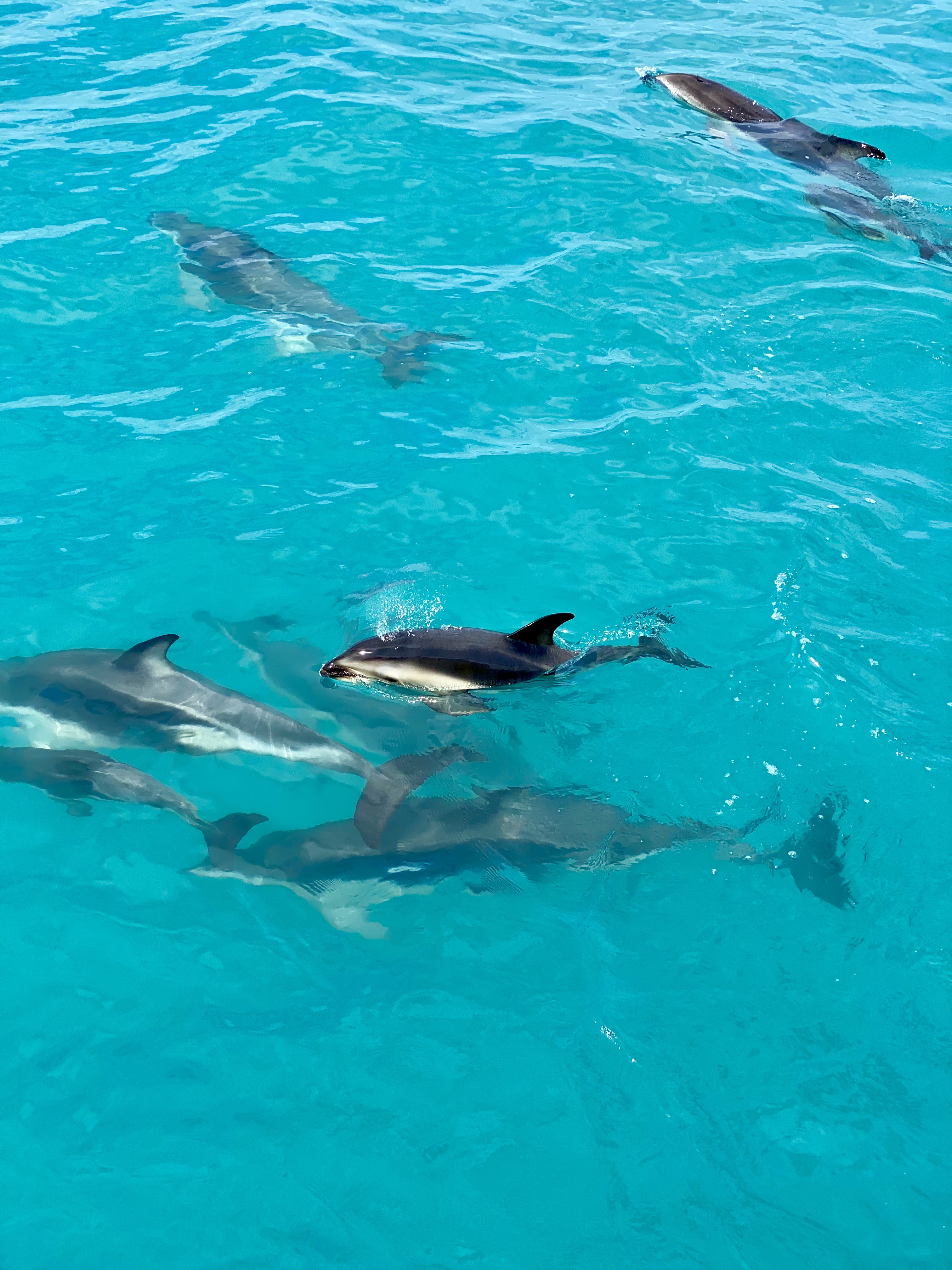 dolphins