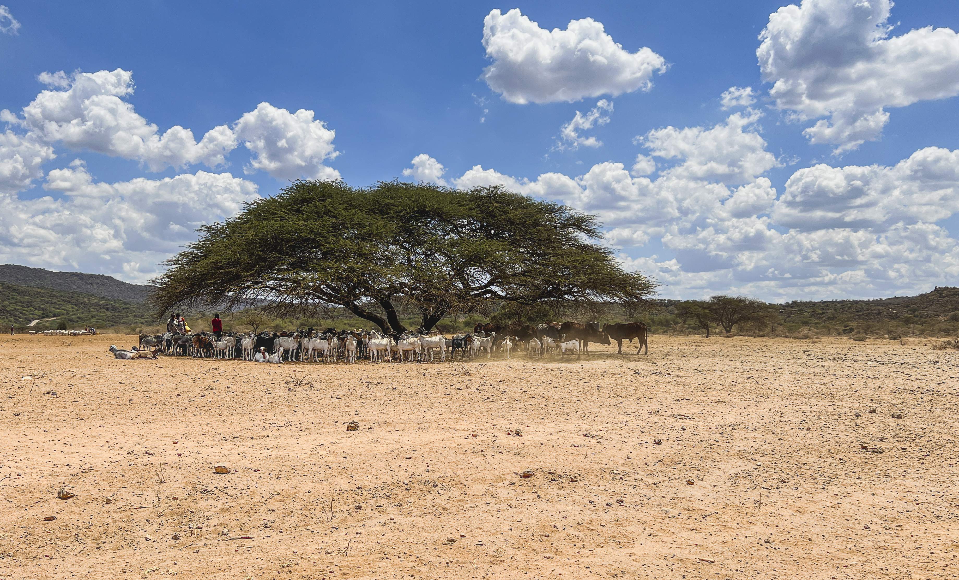 renewable world kenya landscape