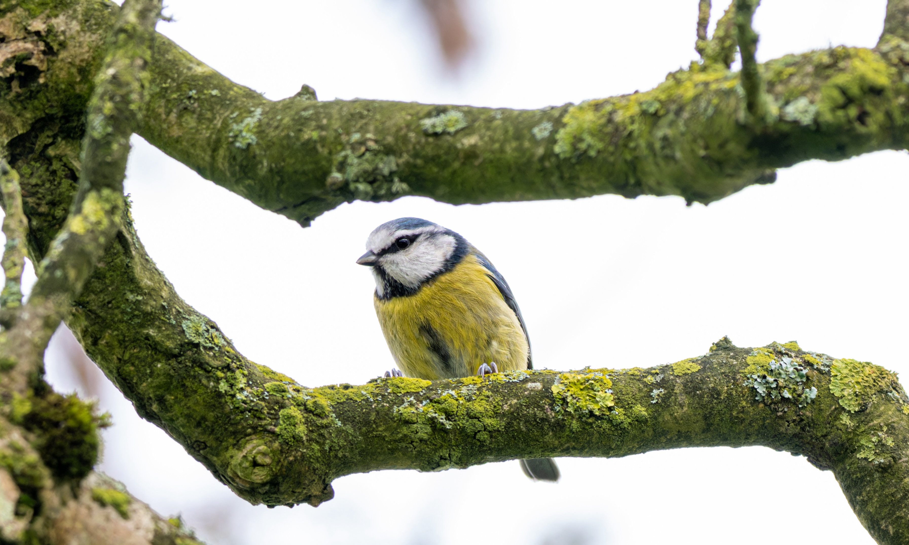 A photo of a blue tit at the Heal site