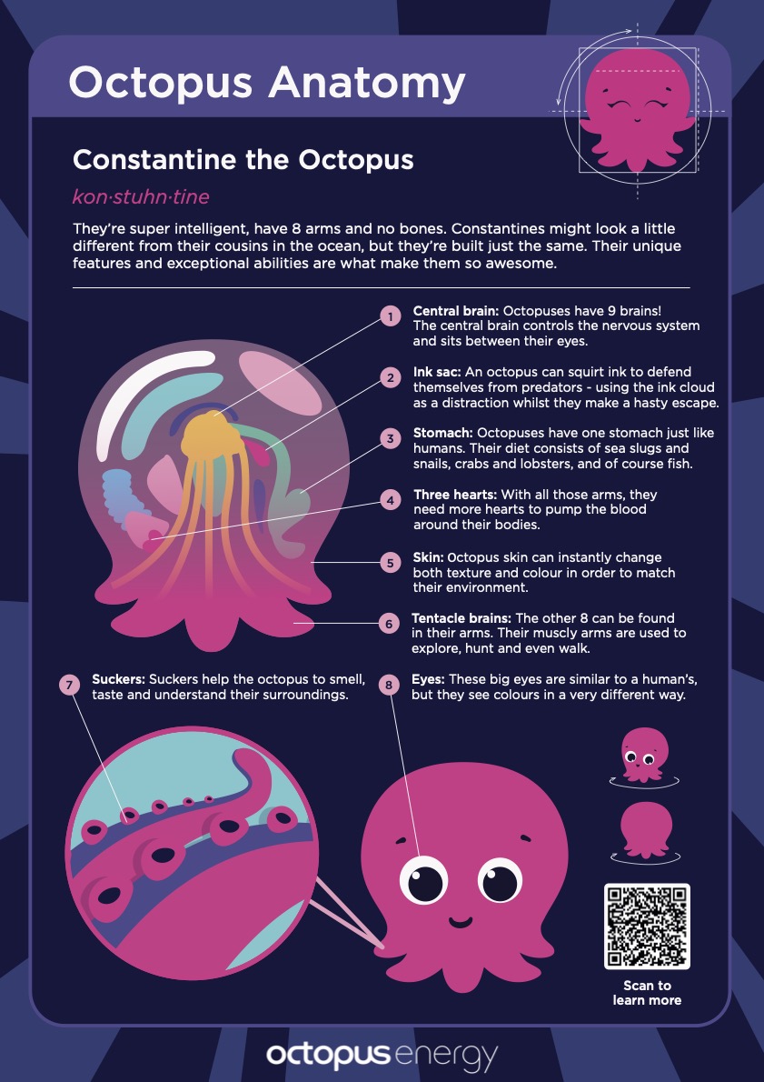 A poster of Octopus Energy’s mascot, Constantine, Anatomy.