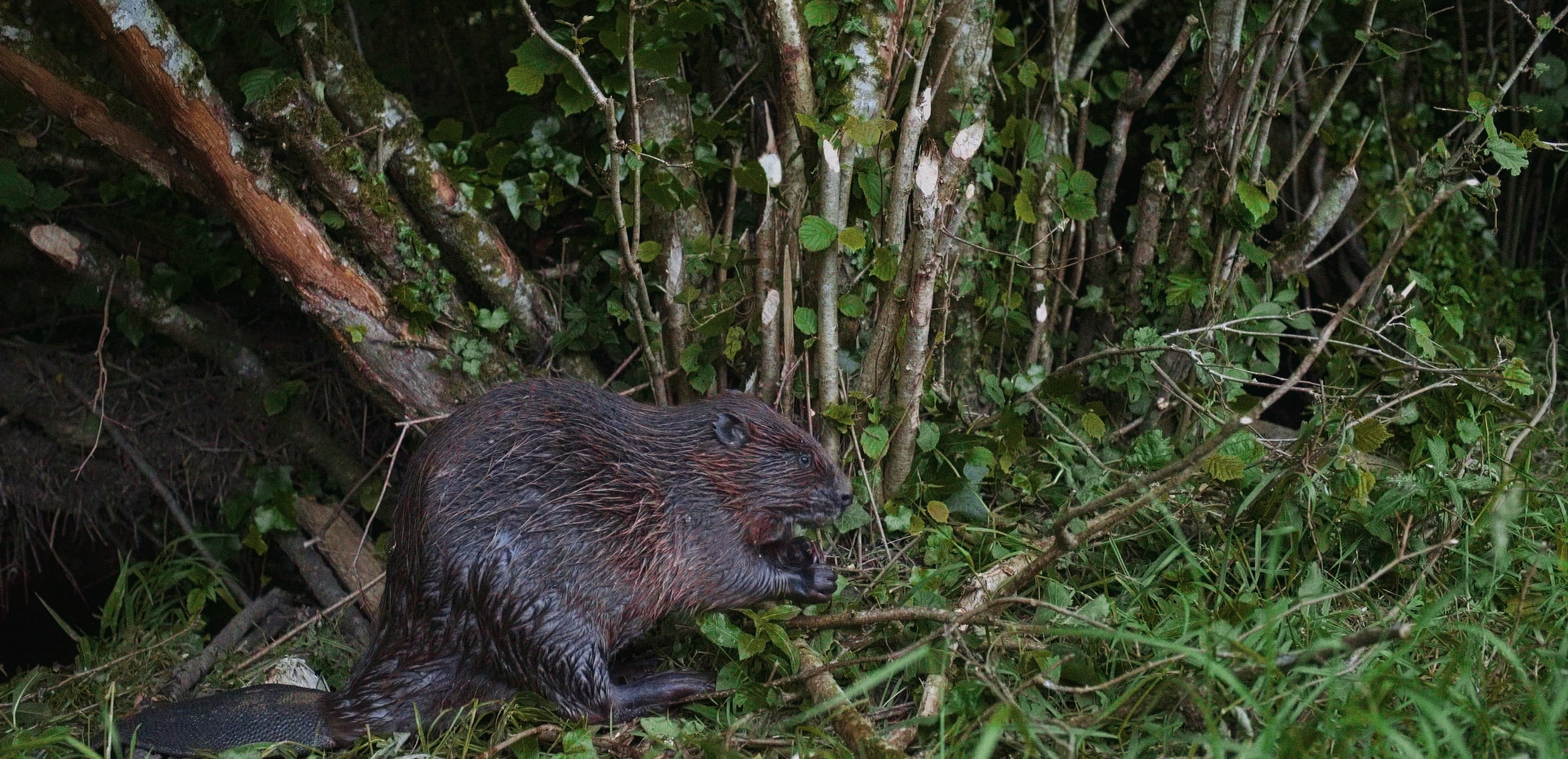 A beaver in the woods at Heal