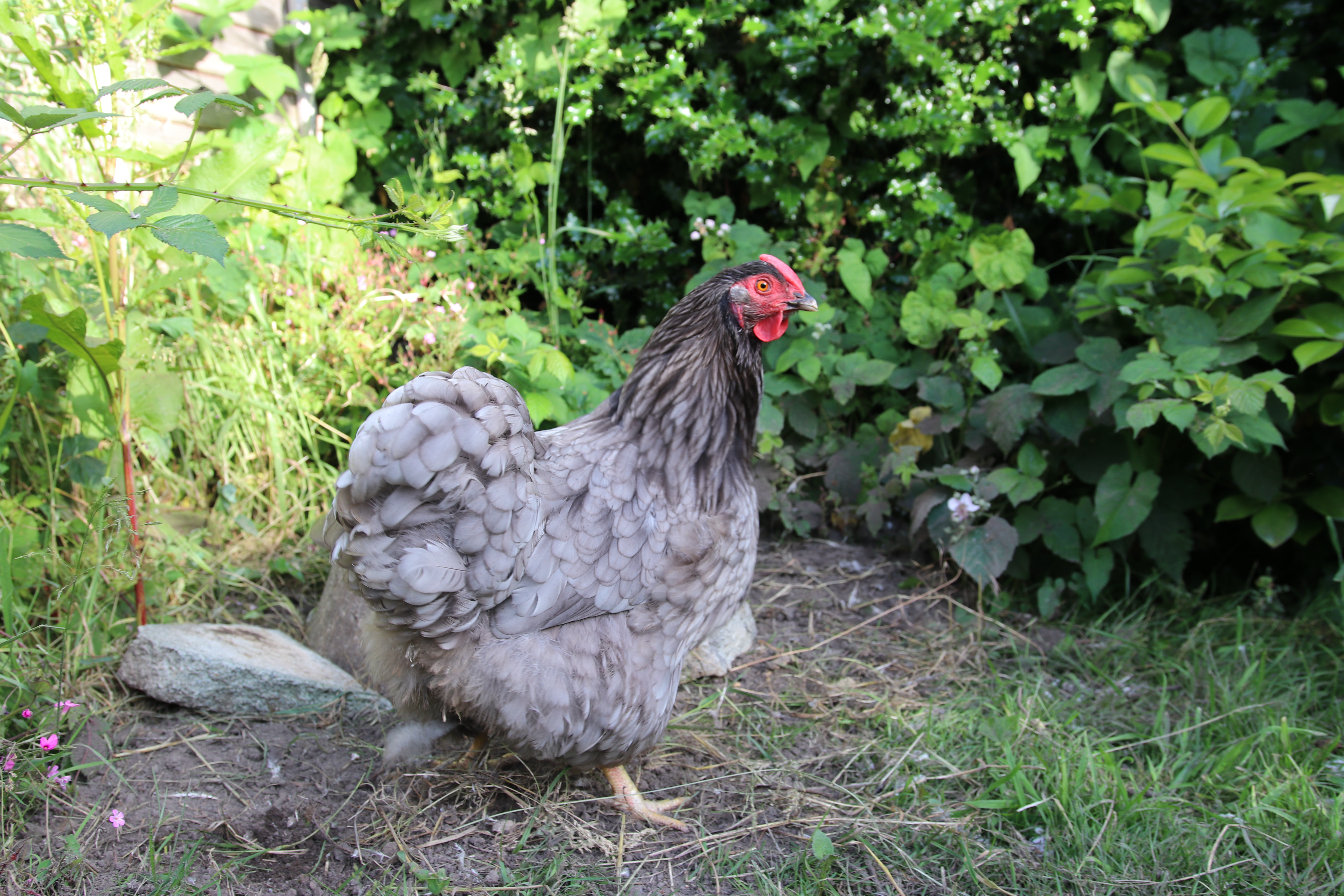 Mabel the chicken lives in their suburban garden and provides them with fresh eggs.