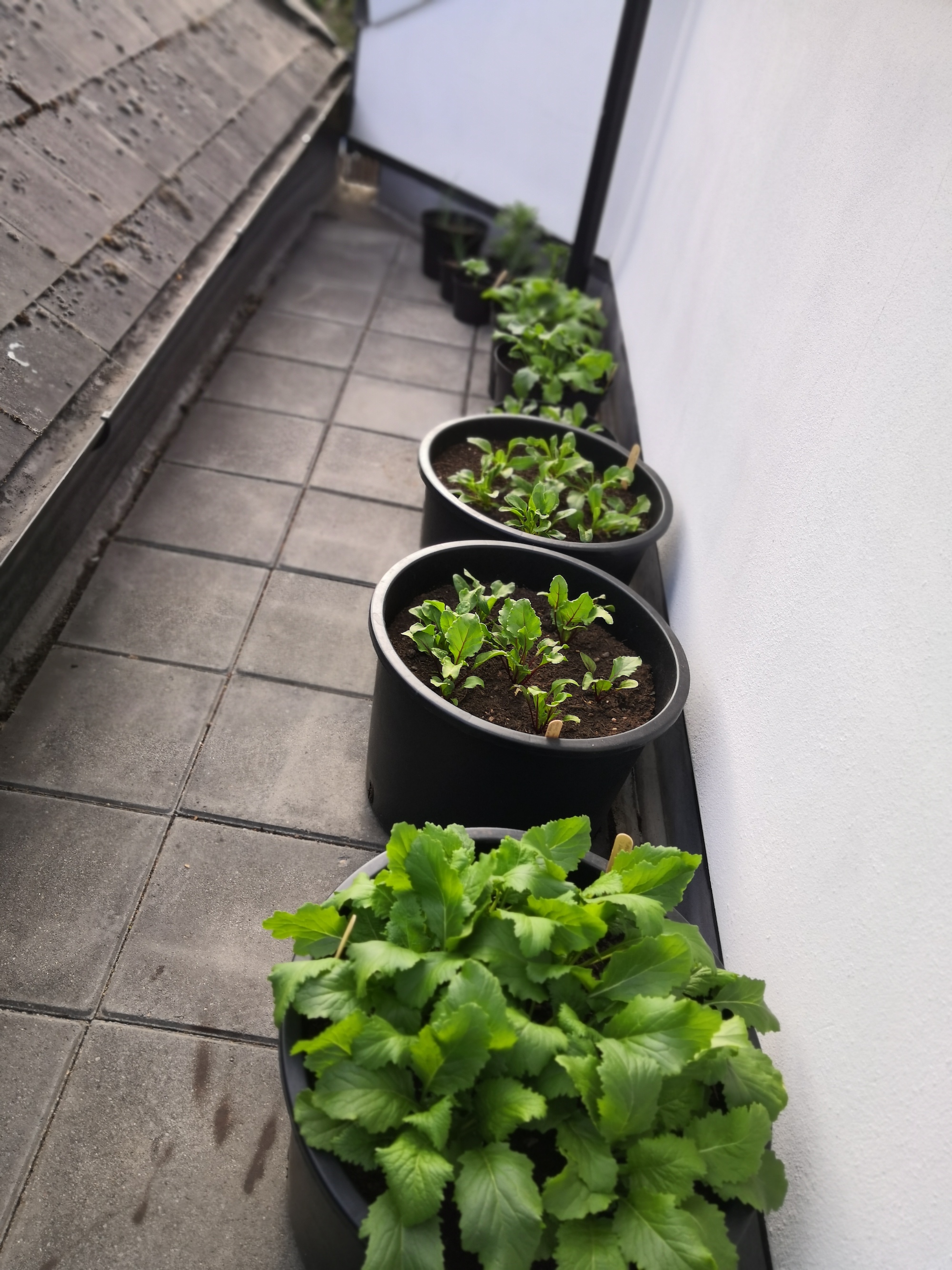Green pot plants on a balcony