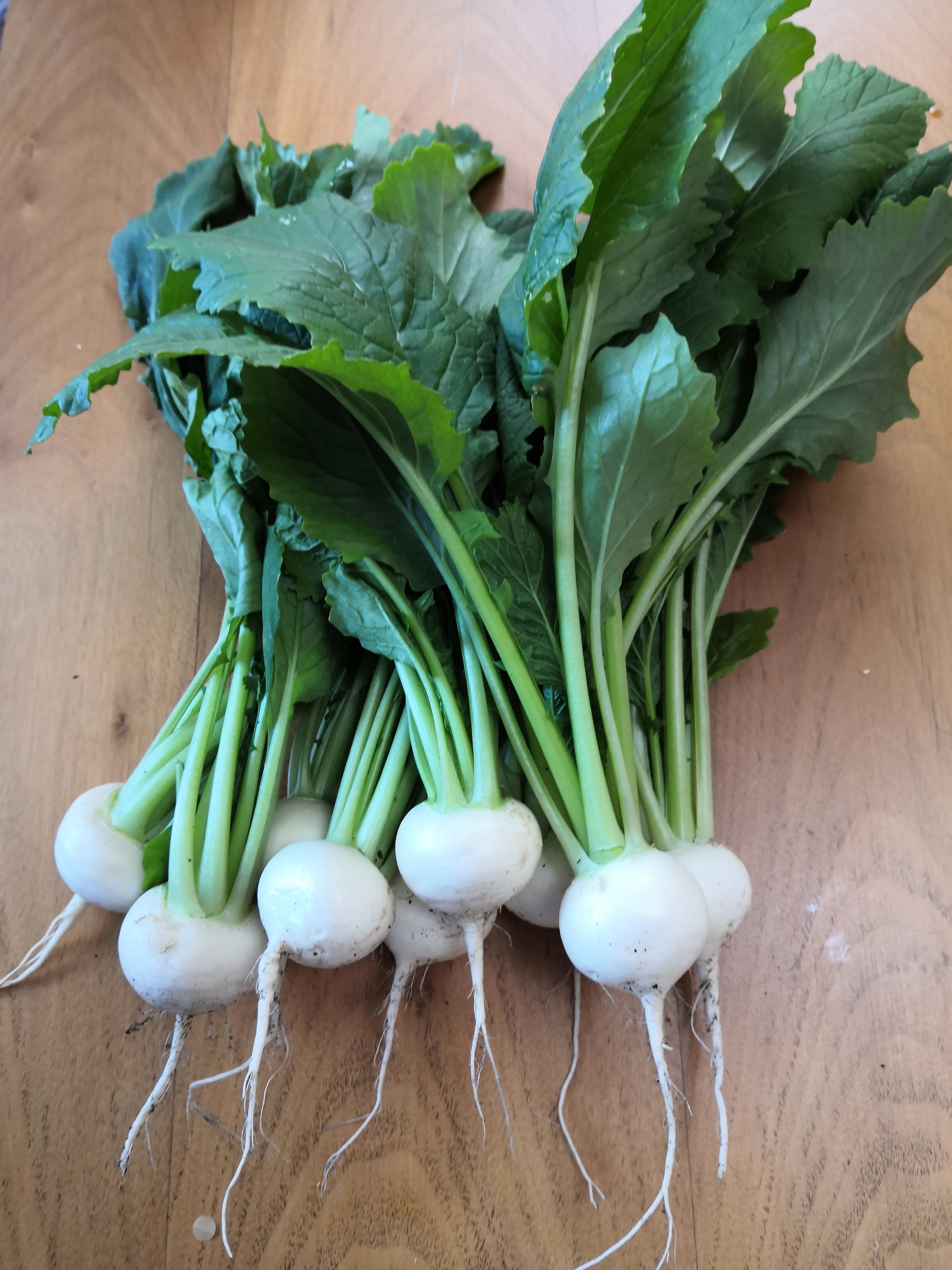 Freshly picked turnips