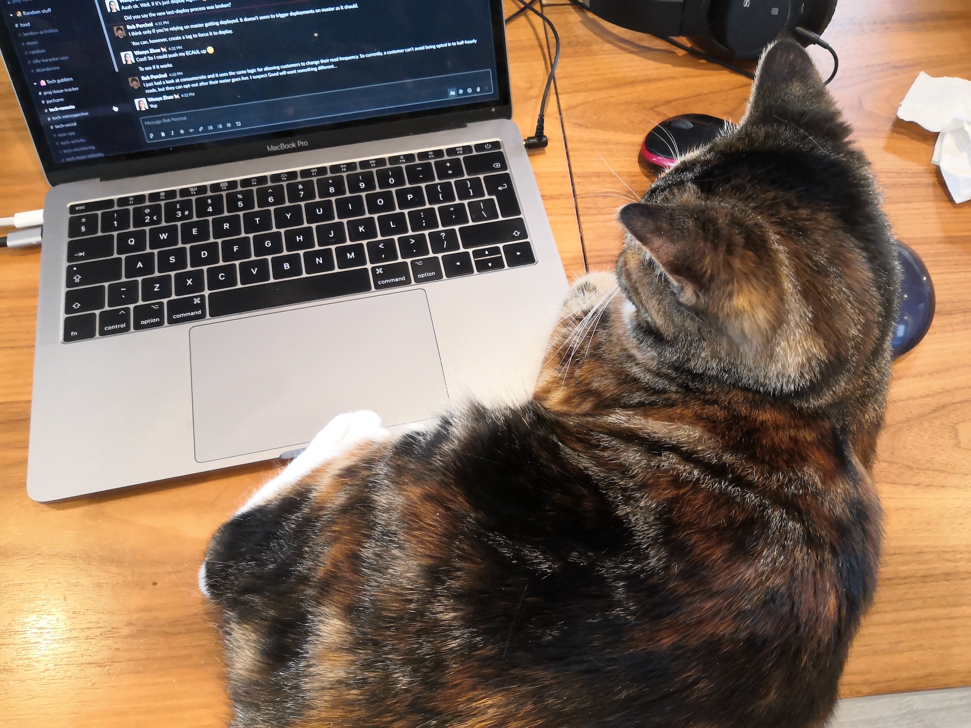 A cat with a laptop
