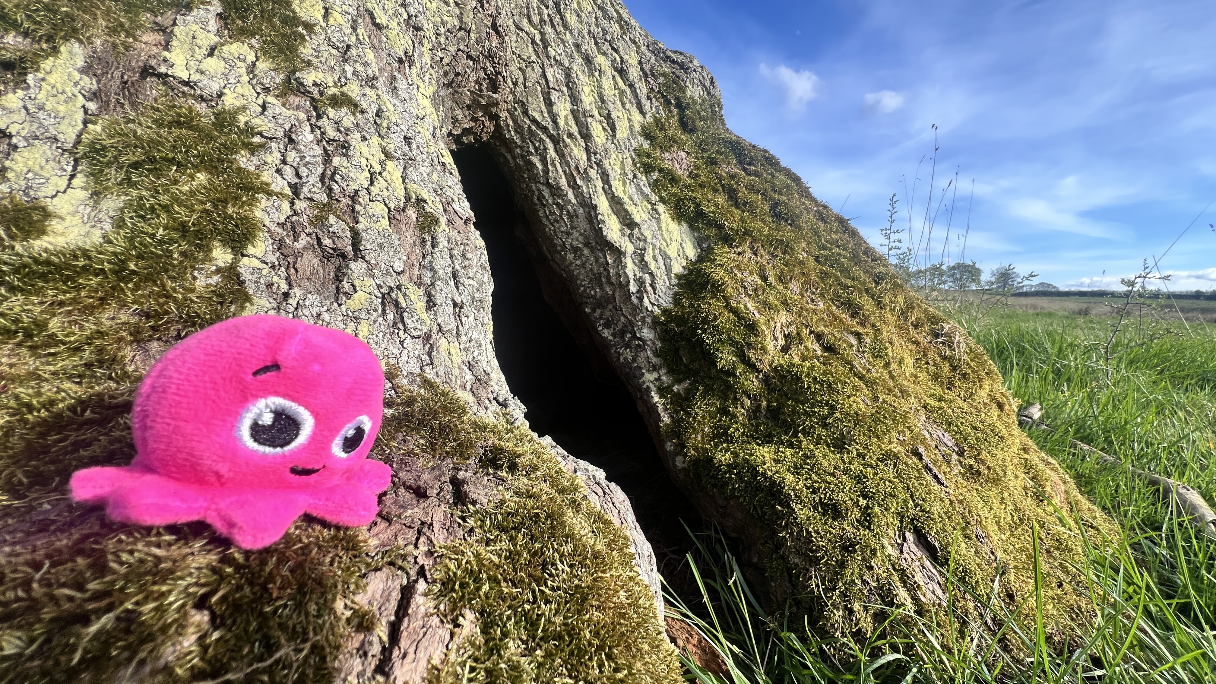 Constantine the Octopus sitting under a tree at the Heal site