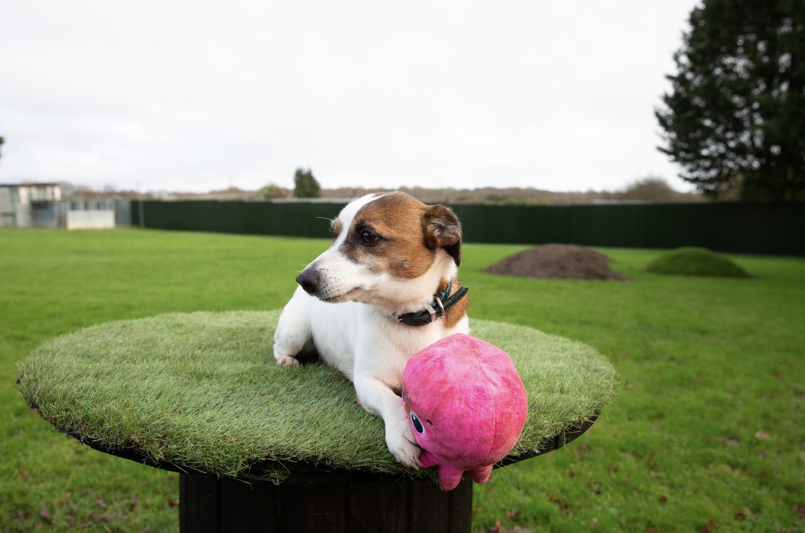Repi the dog