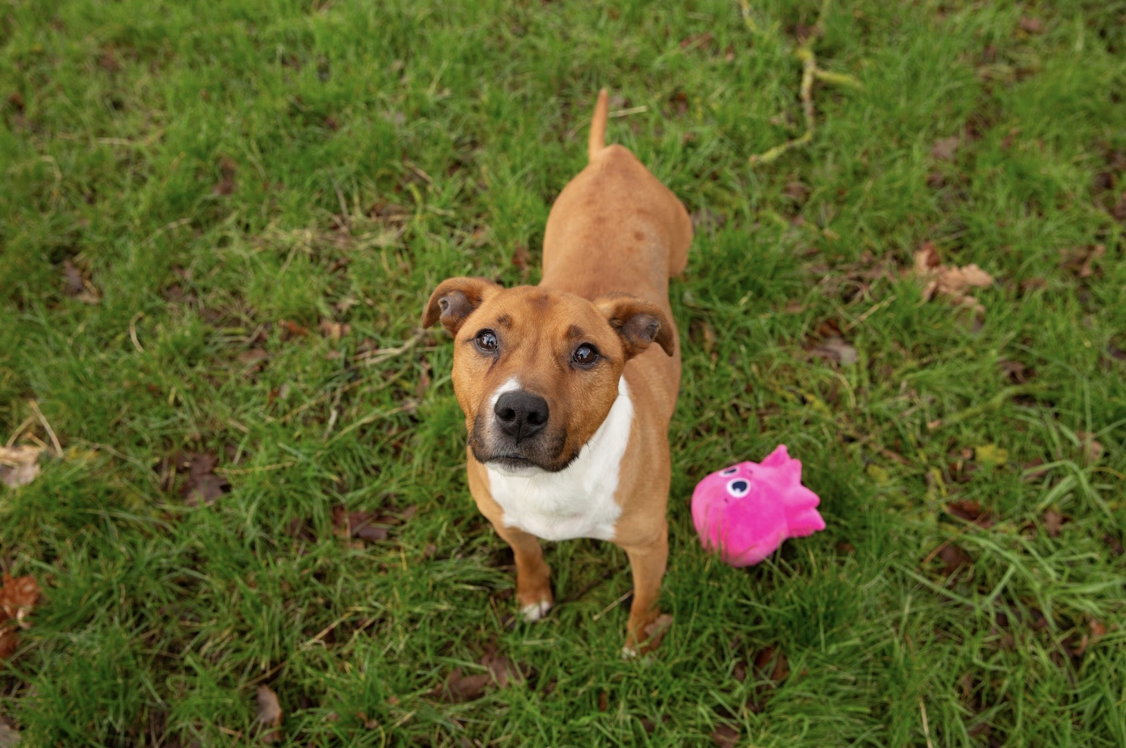 mr bubs the dog