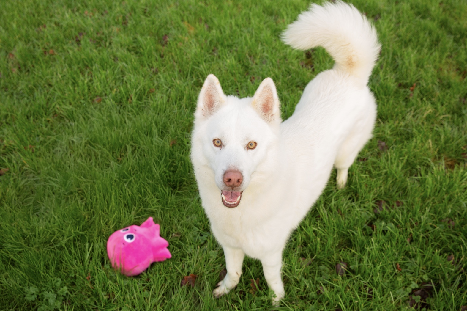 Frosty the dog