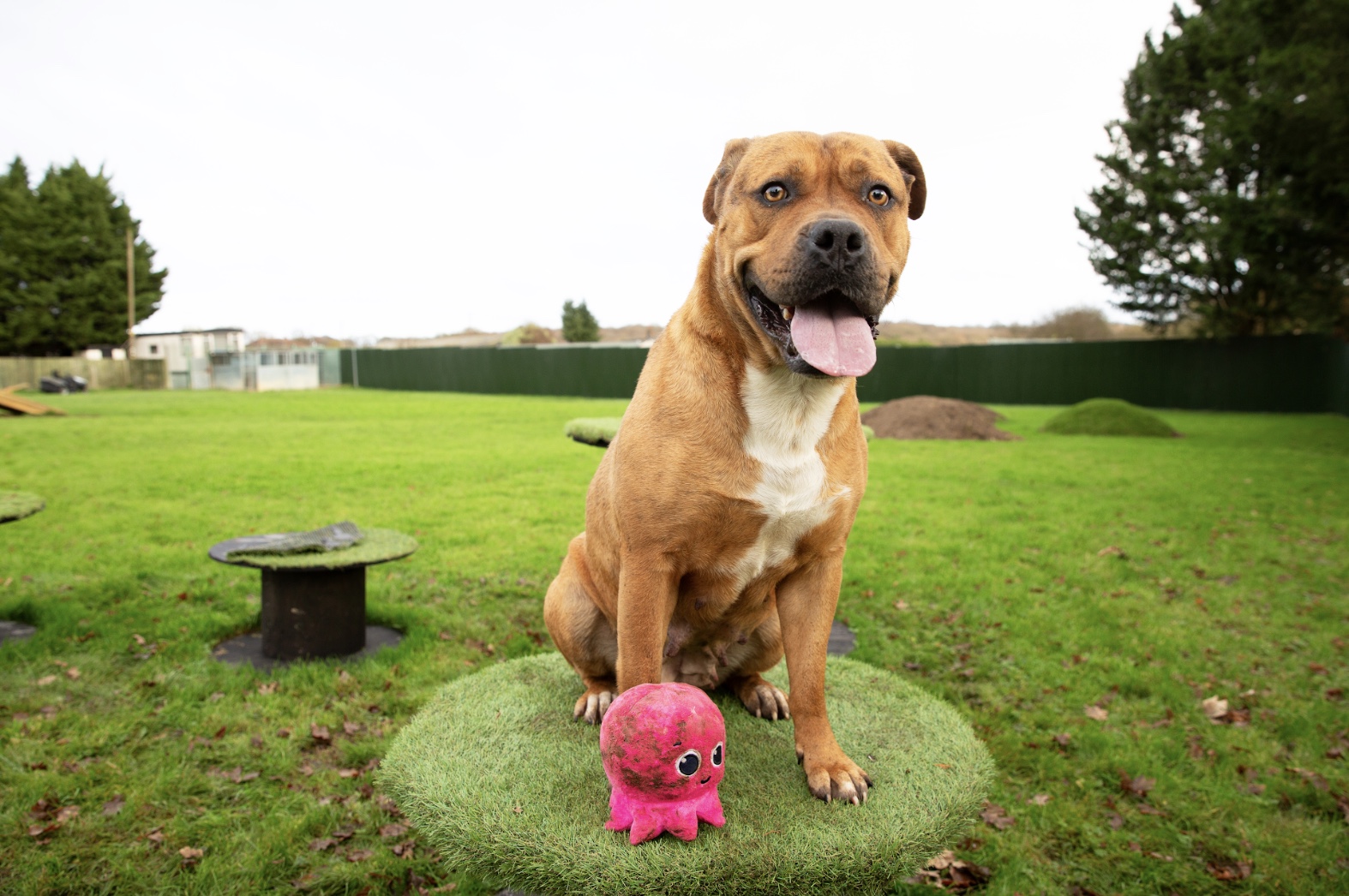 Karma the dog
