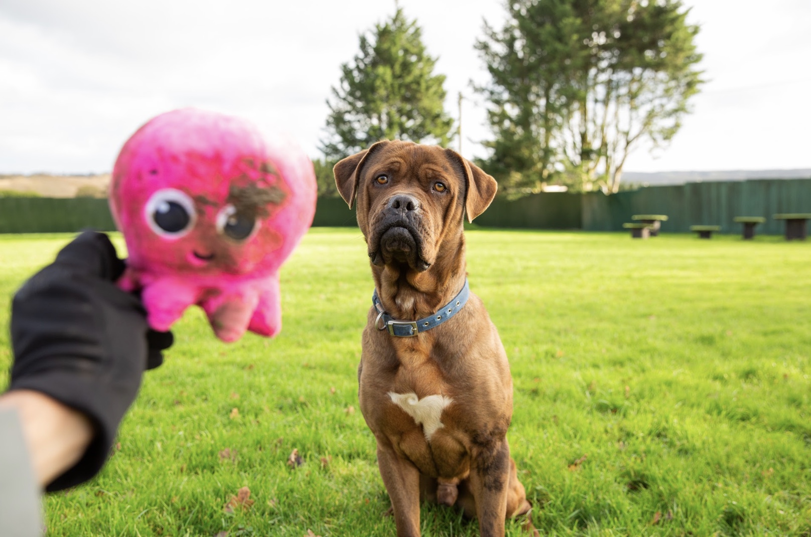 Mozzy the dog with constantine