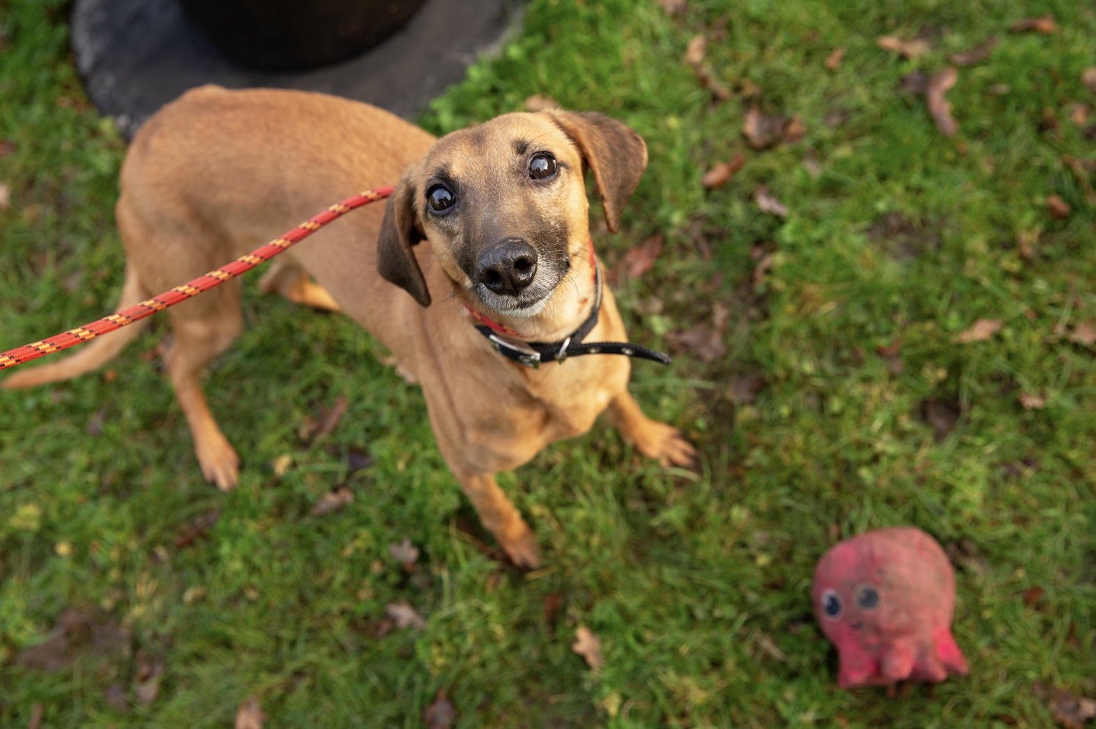 tiny the dog