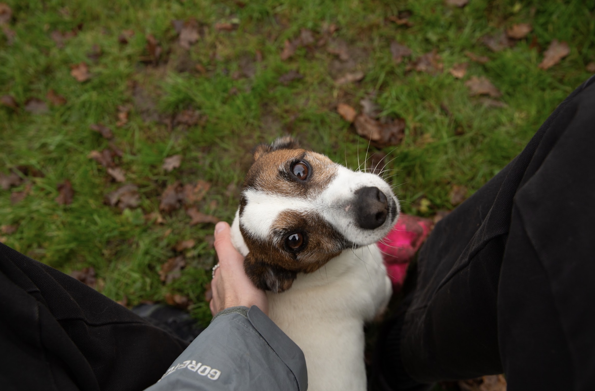 cute dog looking up