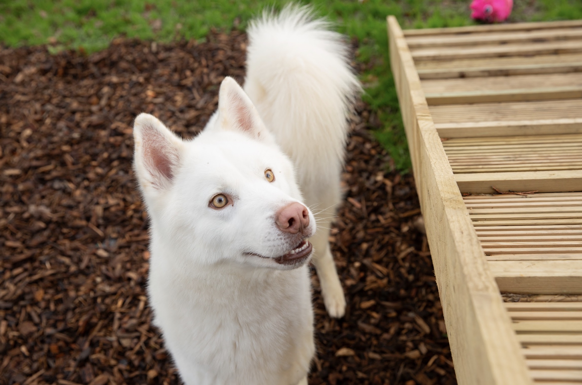 white dog