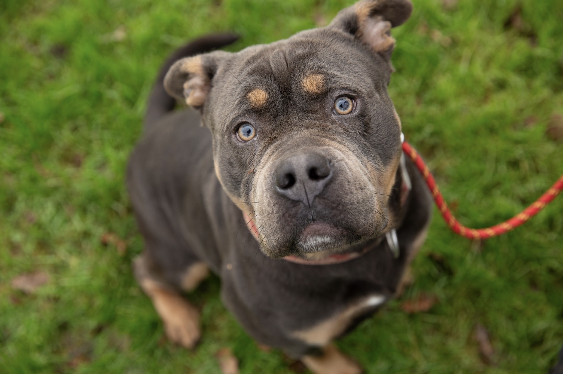 soulful dog