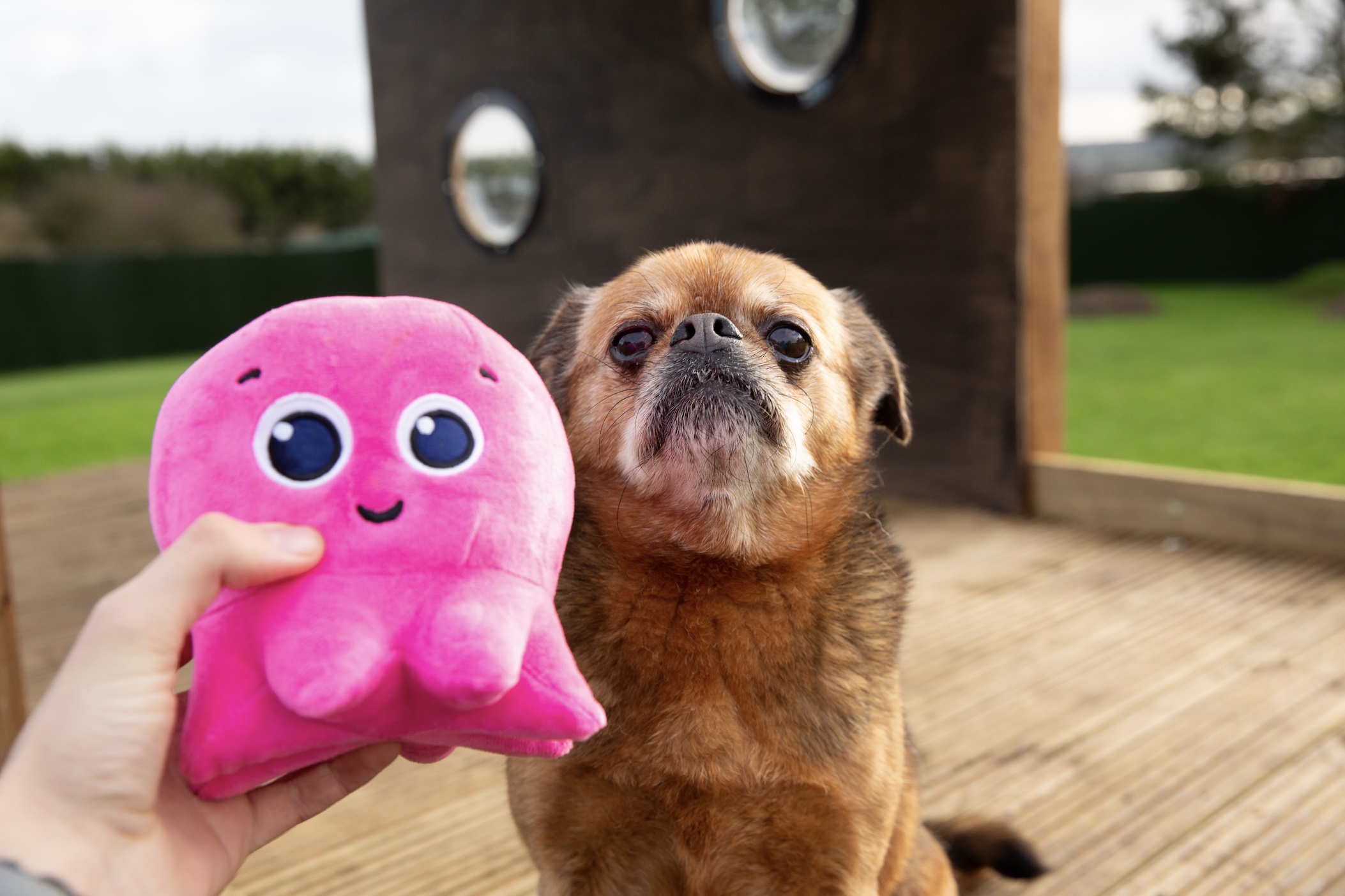 dog gallery