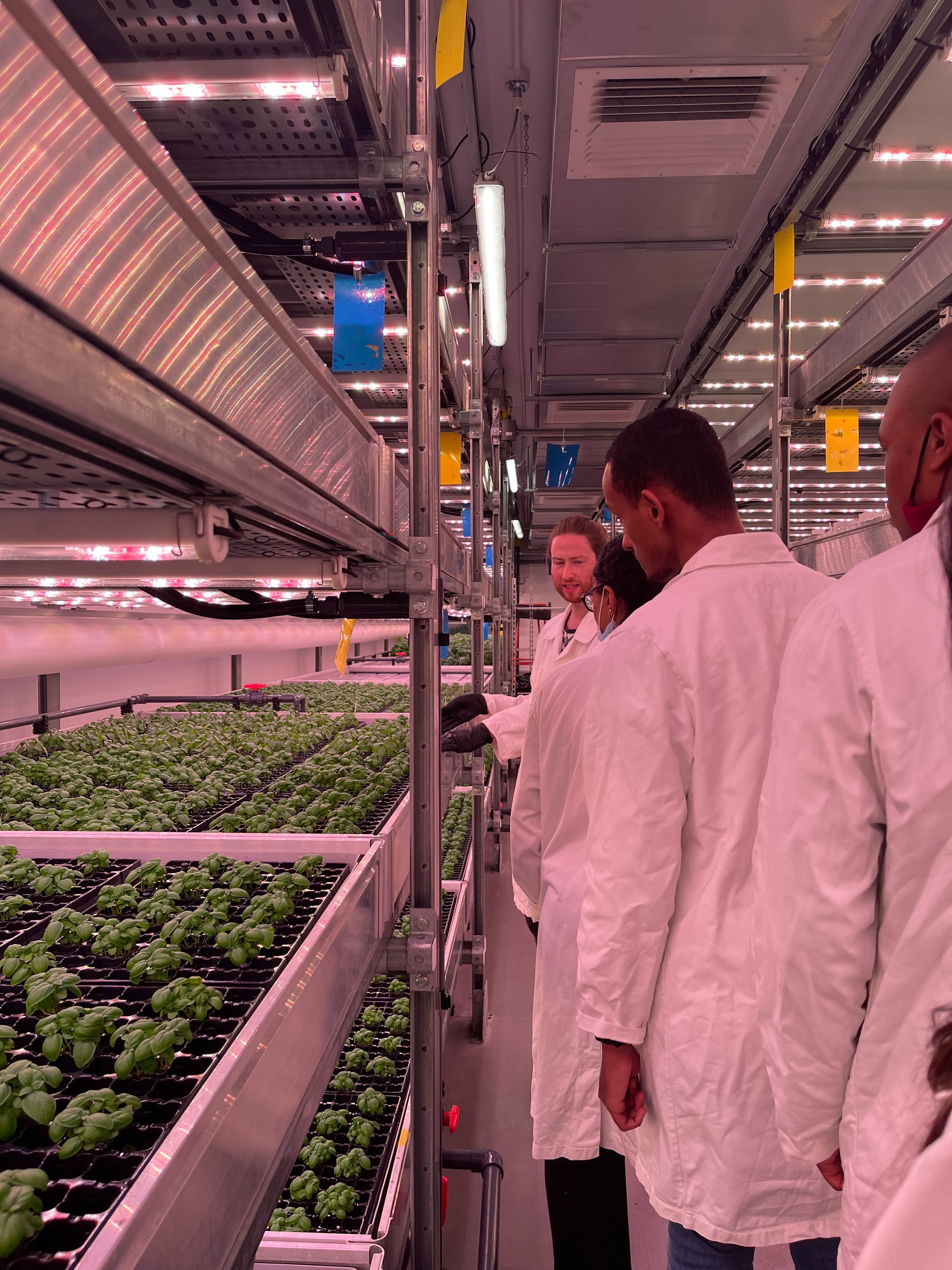 the interns visit vertical farm