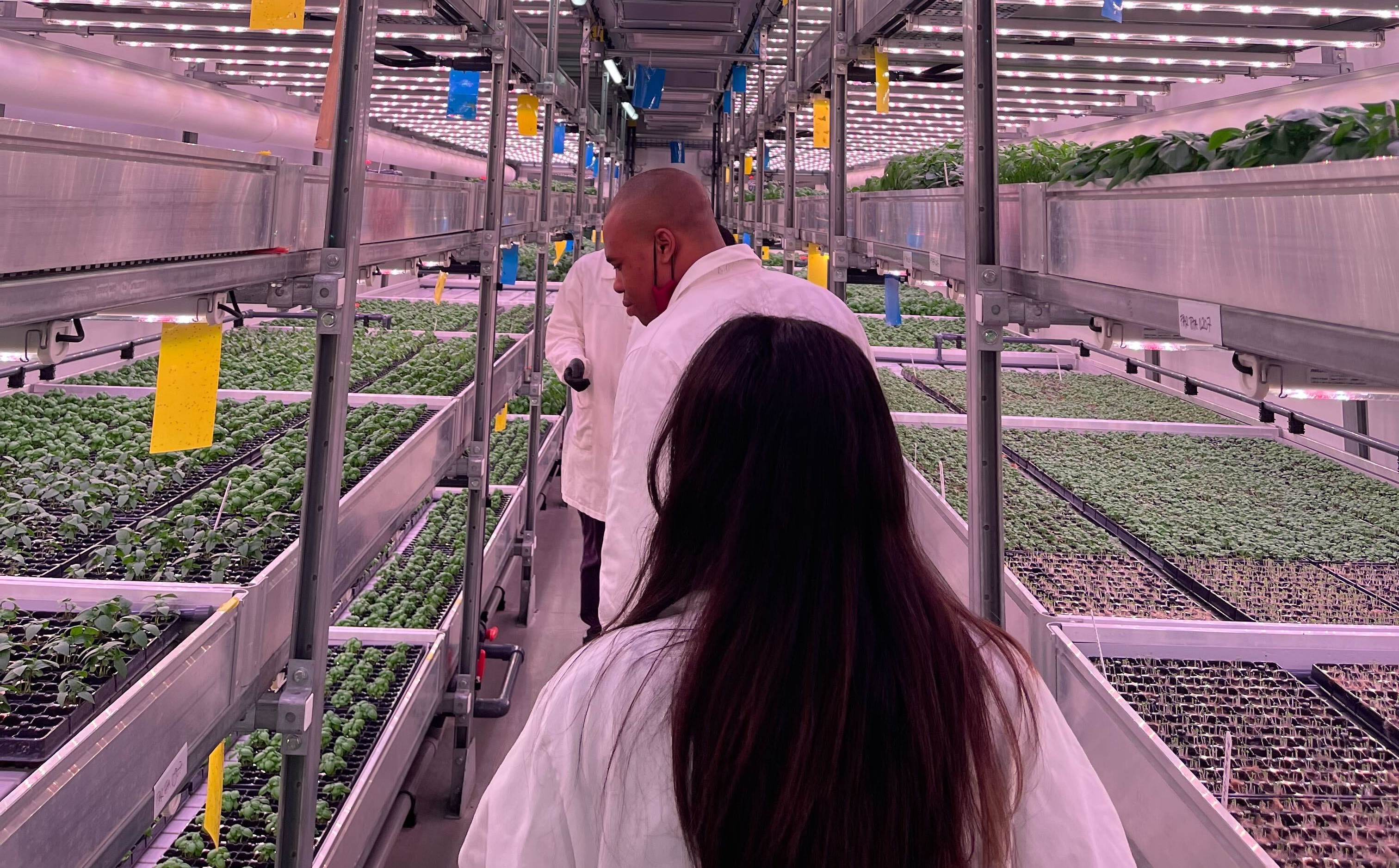 A trip to the vertical farm