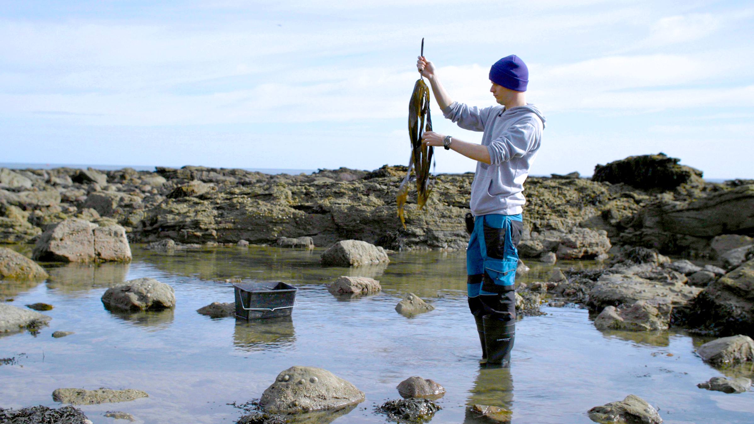 Luke inspects some loose oarweed from a tidal pool