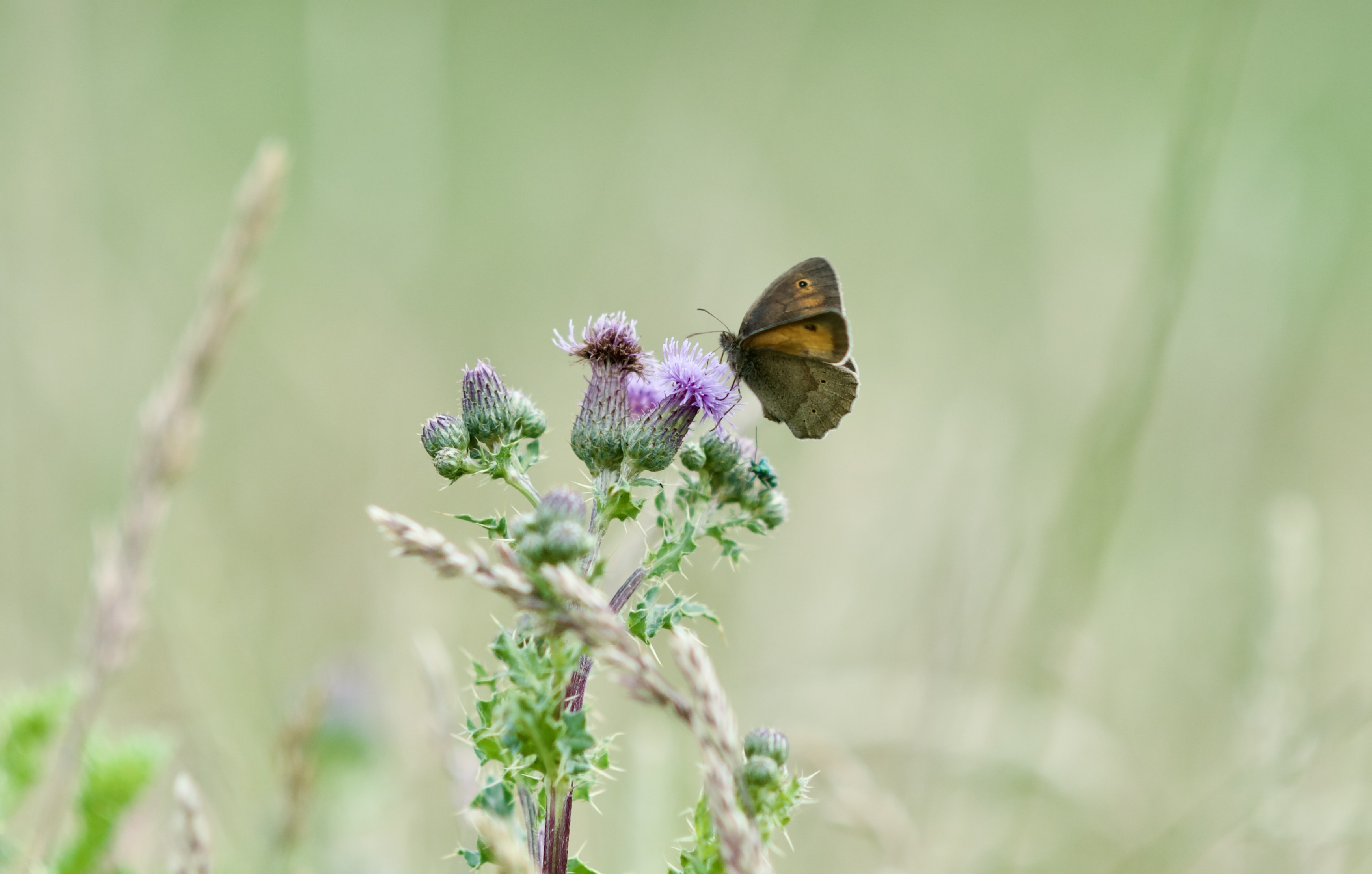 A meadow brown butterfly at the Heal site