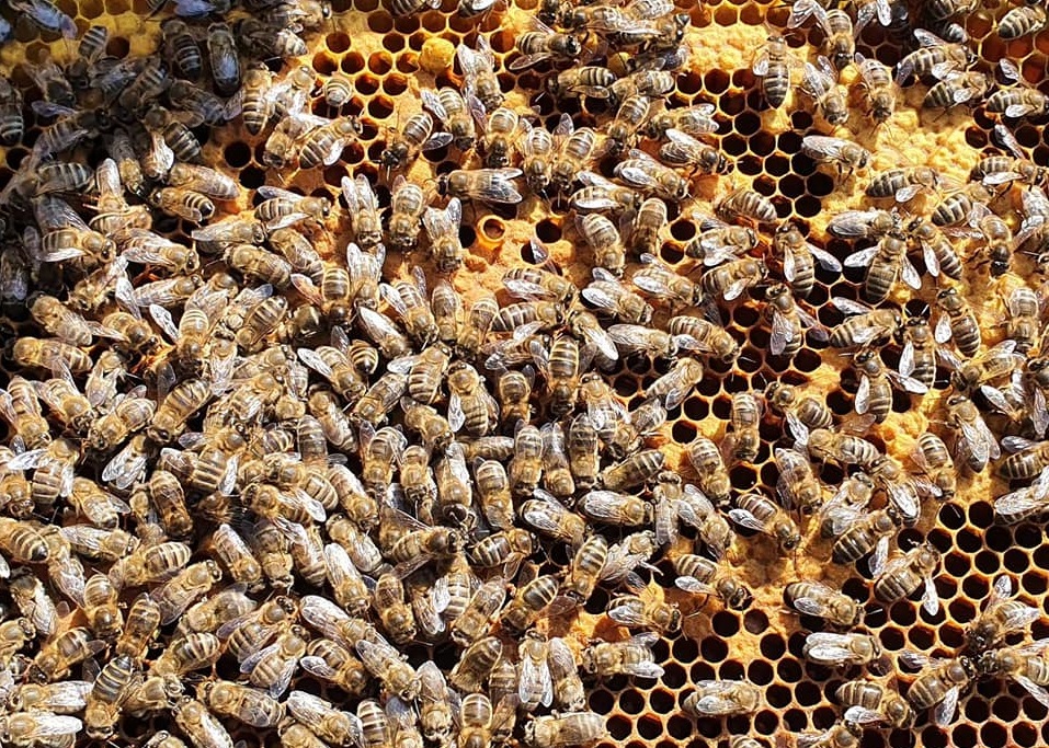 An image of some bees at a mystree hive