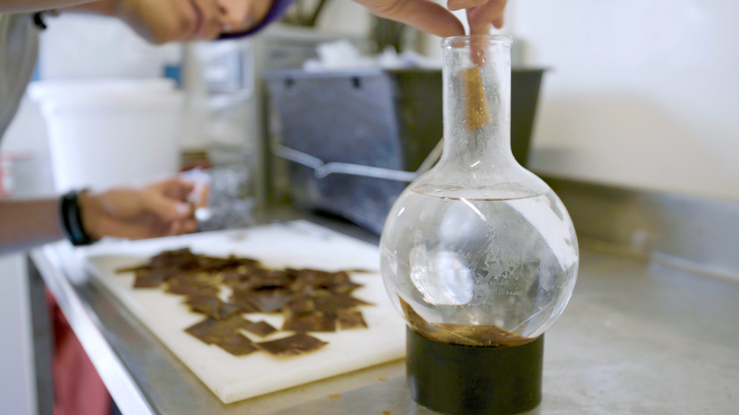 Luke prepares the seaweed to stimulate the release of spores.