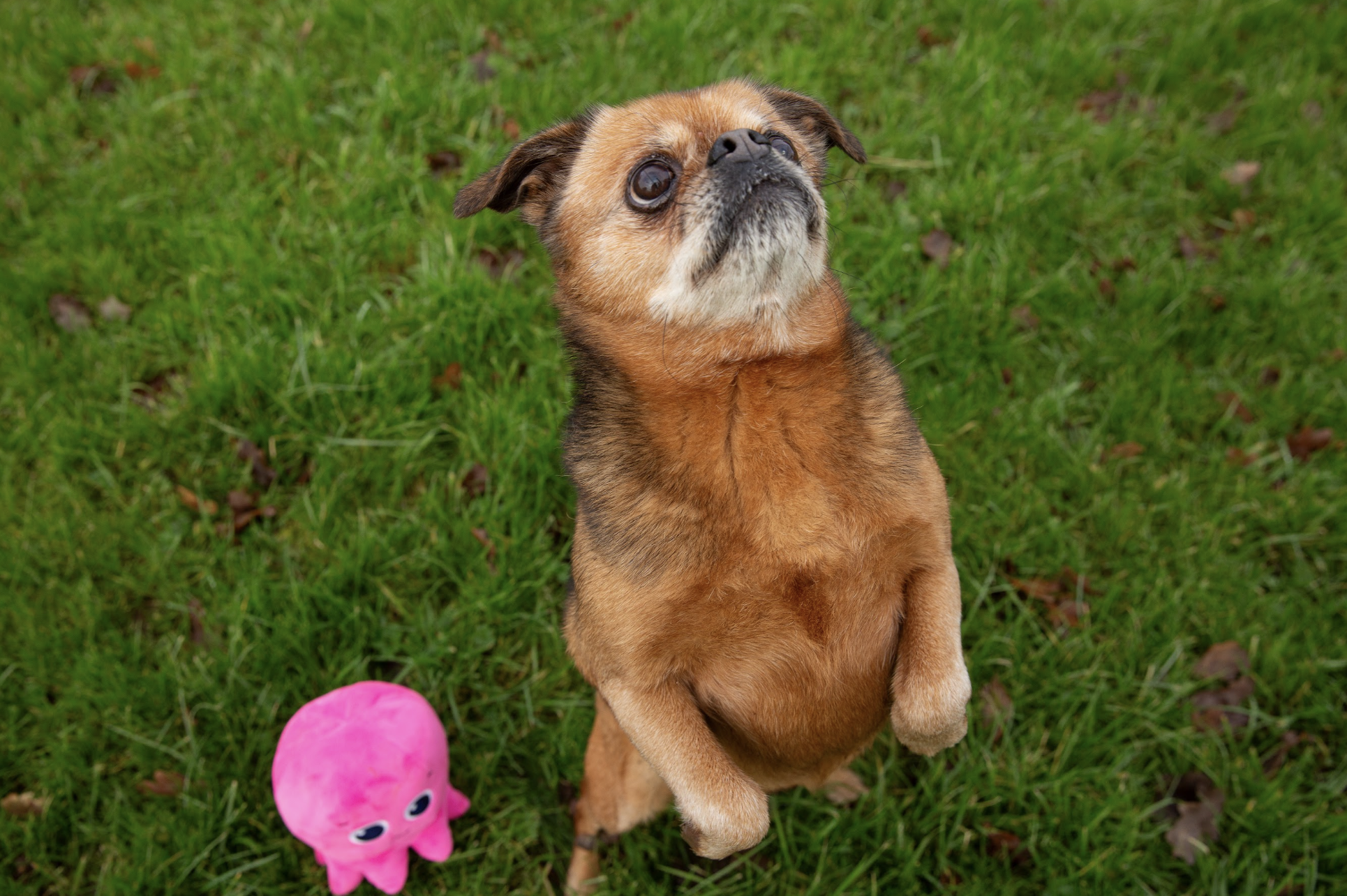dog