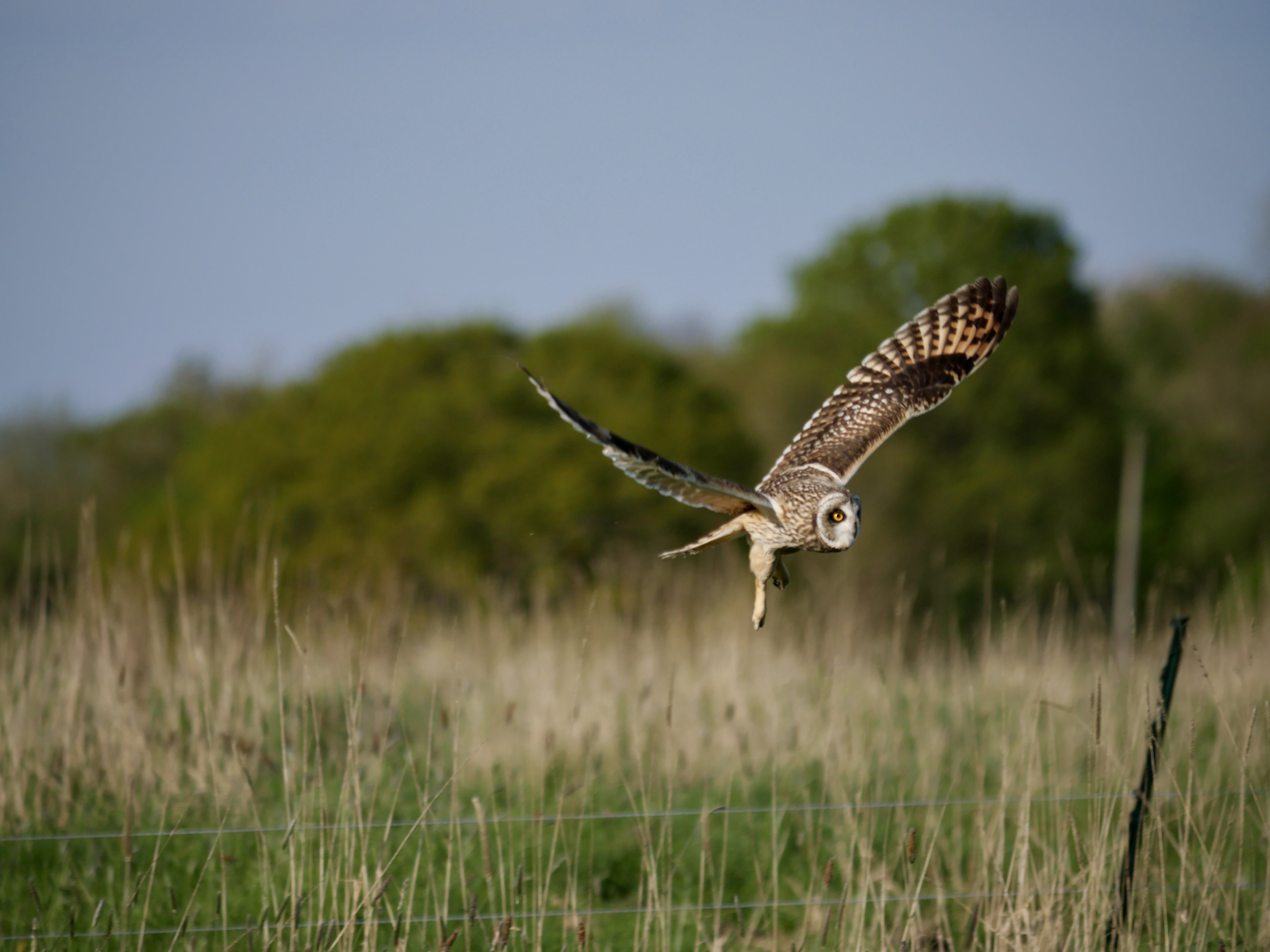 A photo of a short-eared owl landing in a Heal field