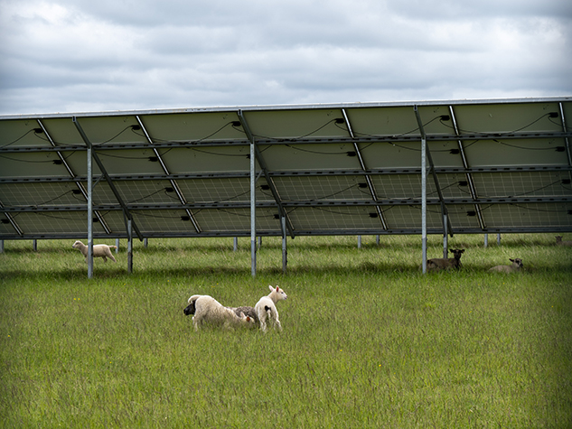 Lambs playing under solar panels
