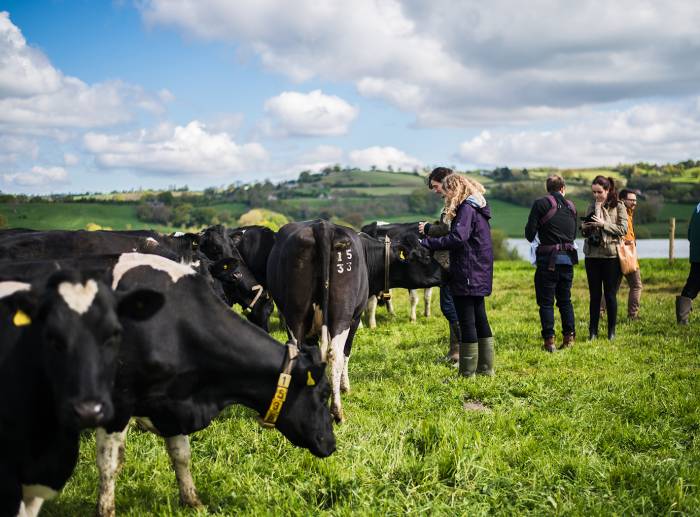 A picture of Yeo Valley farm, with cows roaming free