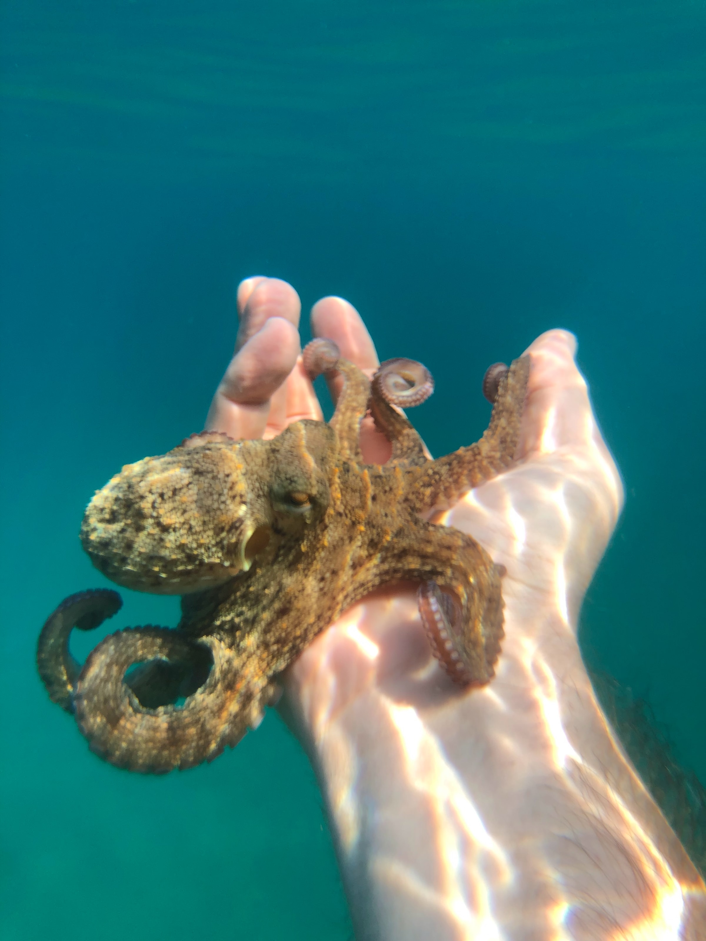 An octopus sat on a human hand