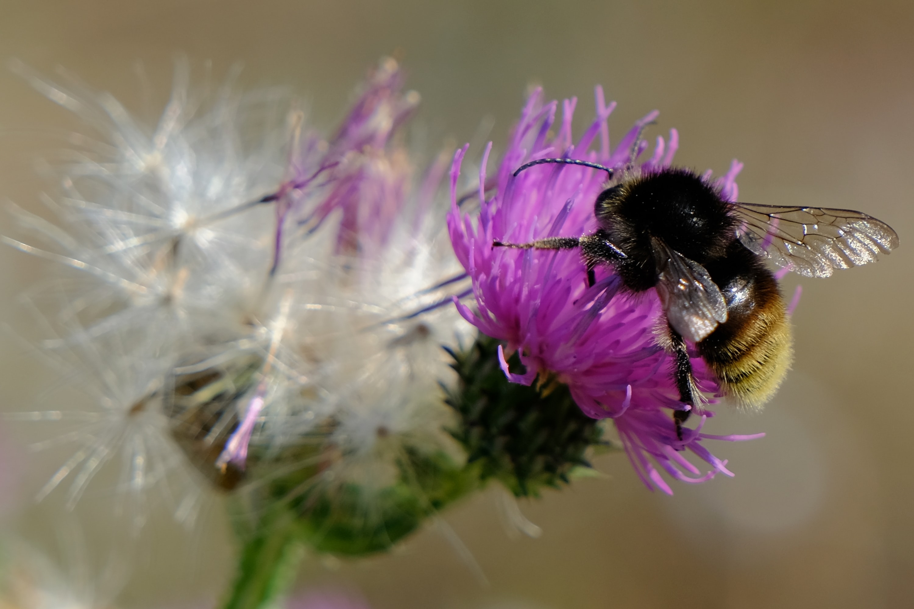 Bee on wildflower
