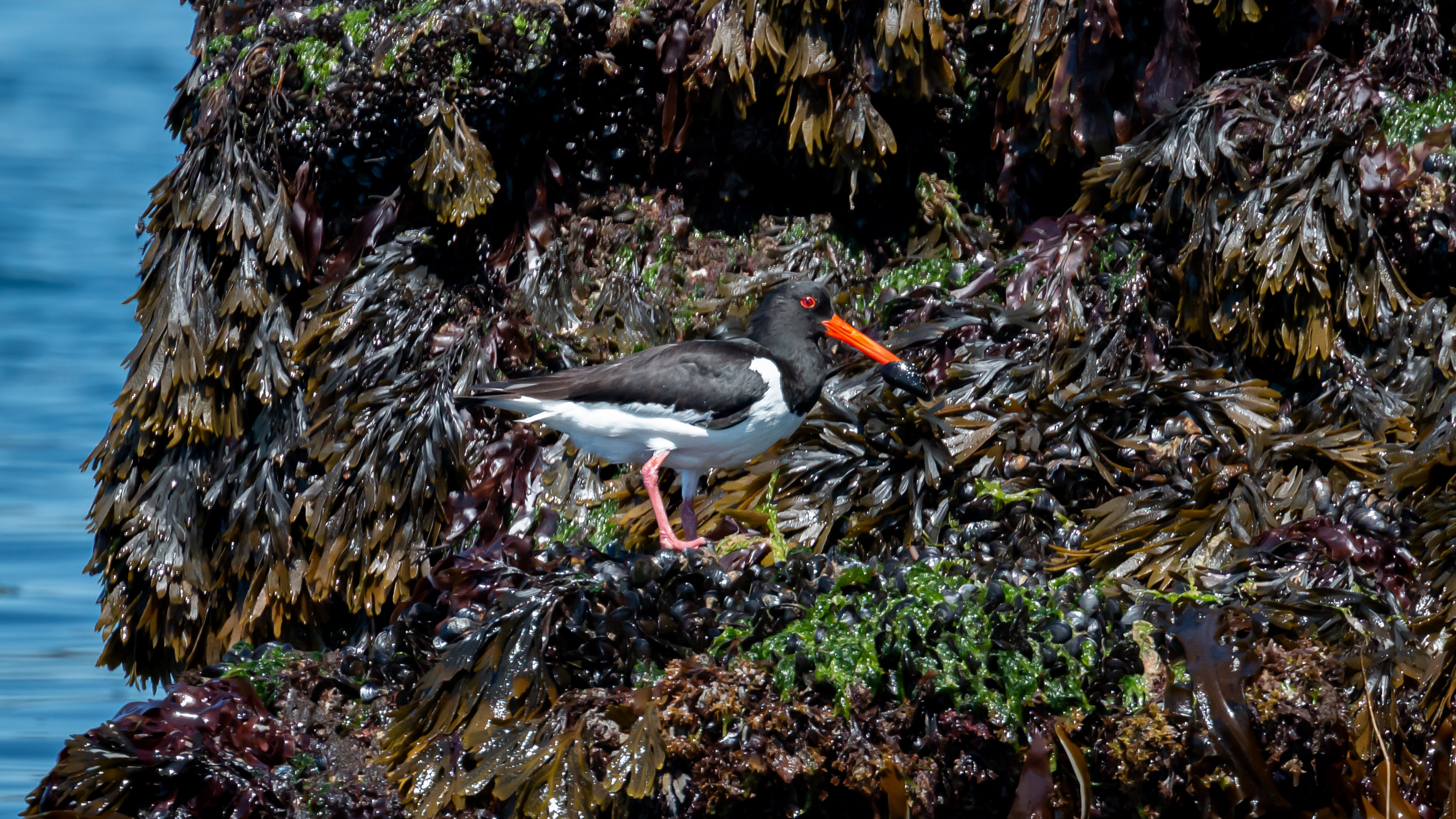Oyster catcher and seaweed