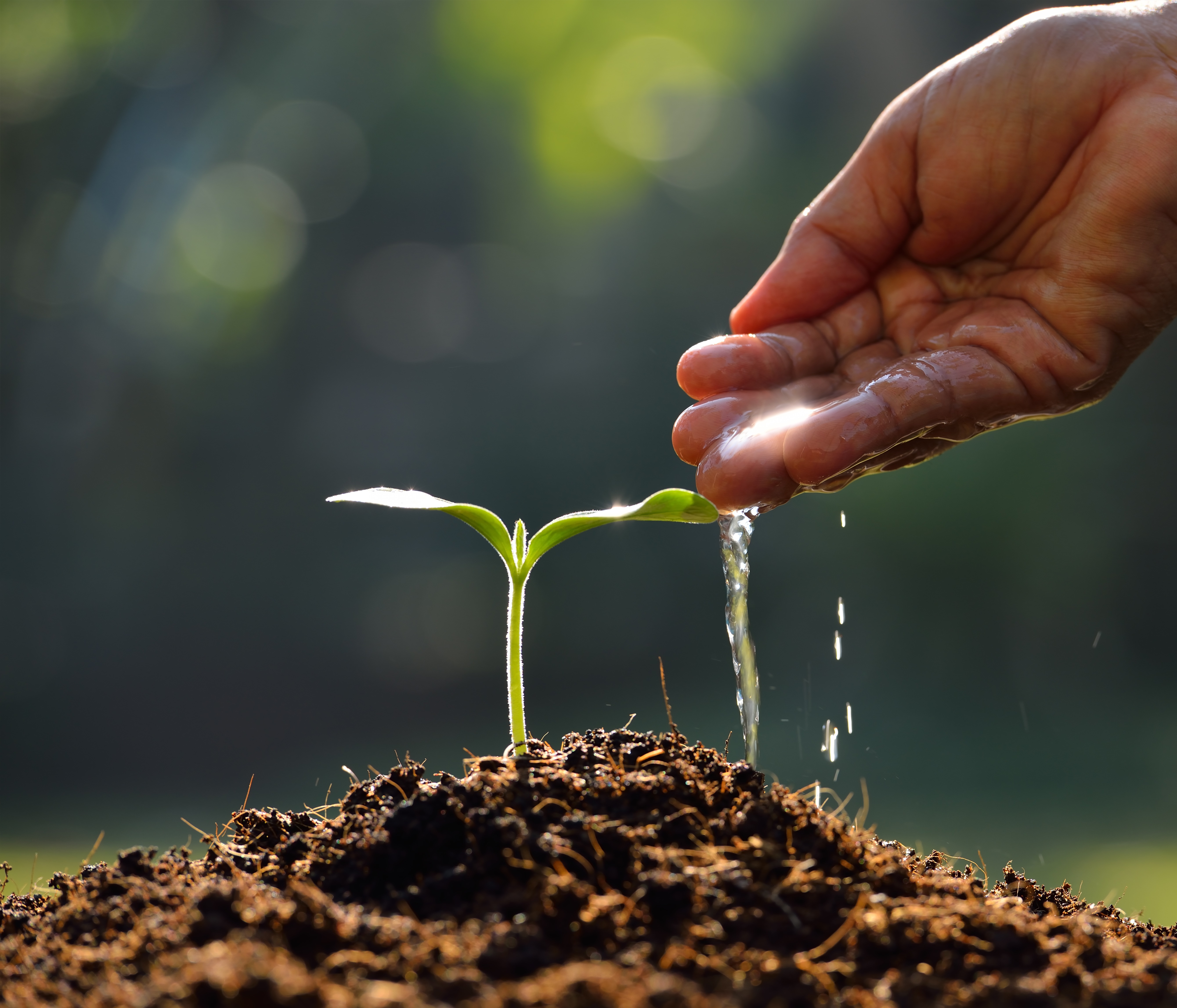 A cute sapling