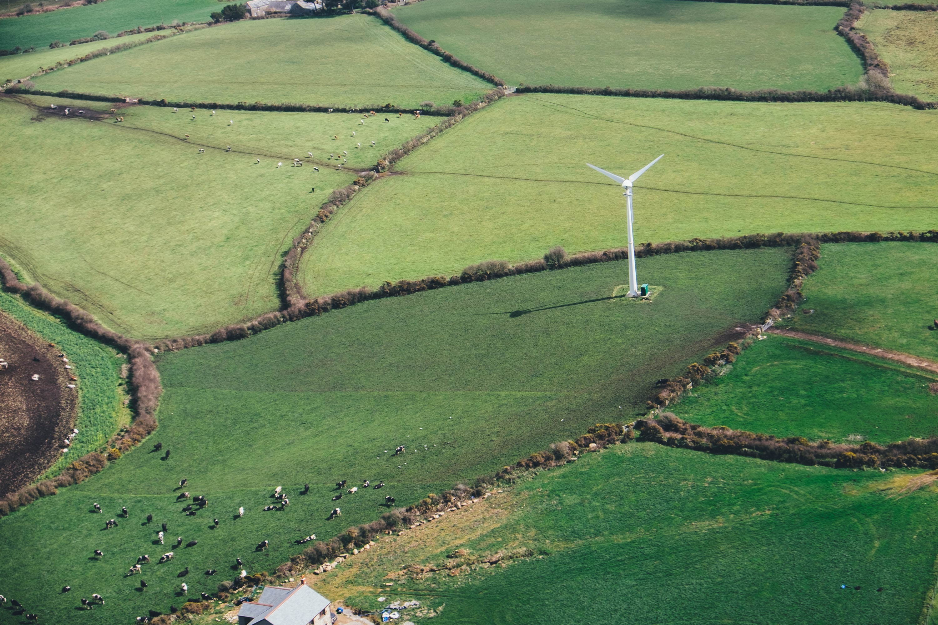 sheep on a windfarm