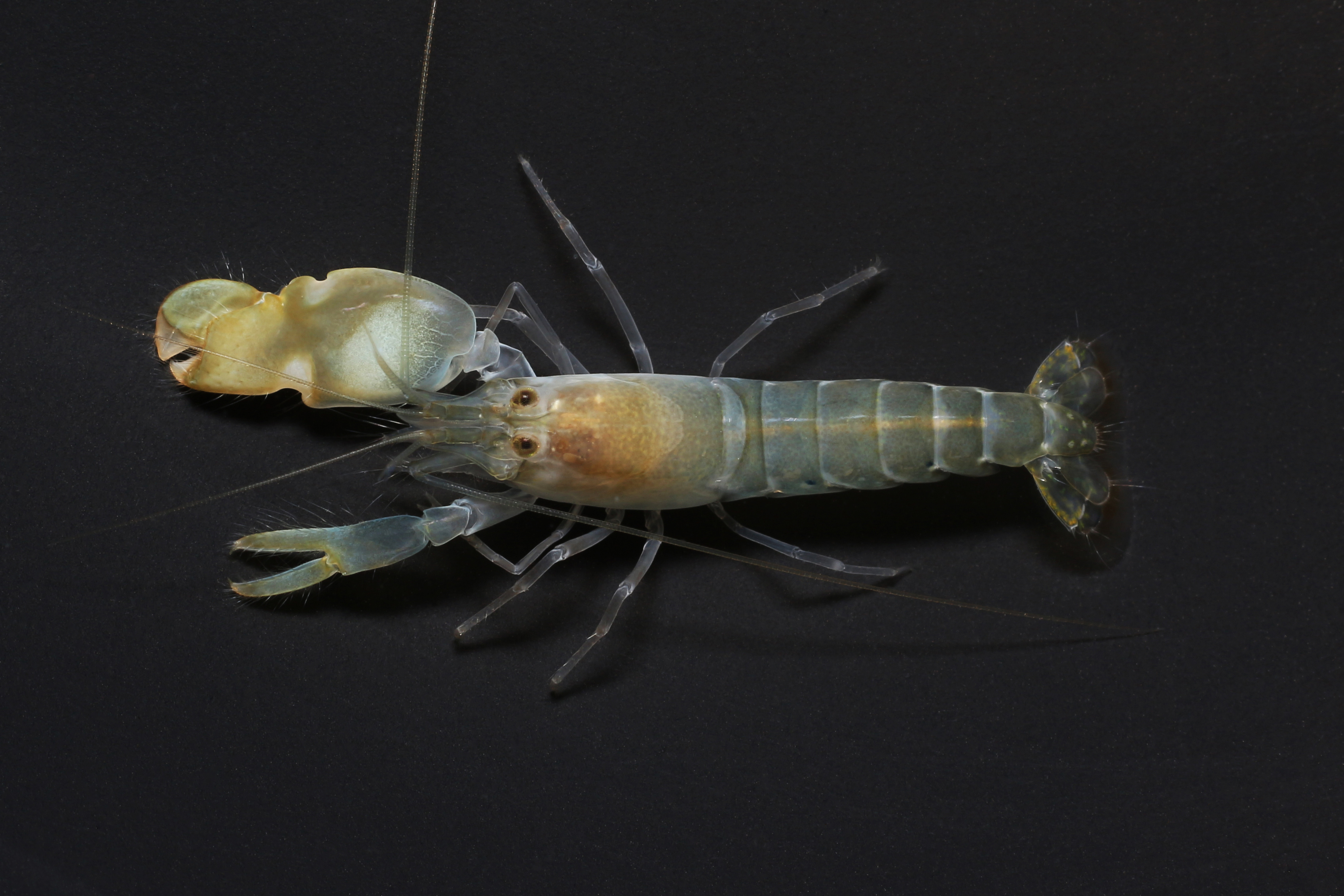 A cute pincer shrimp