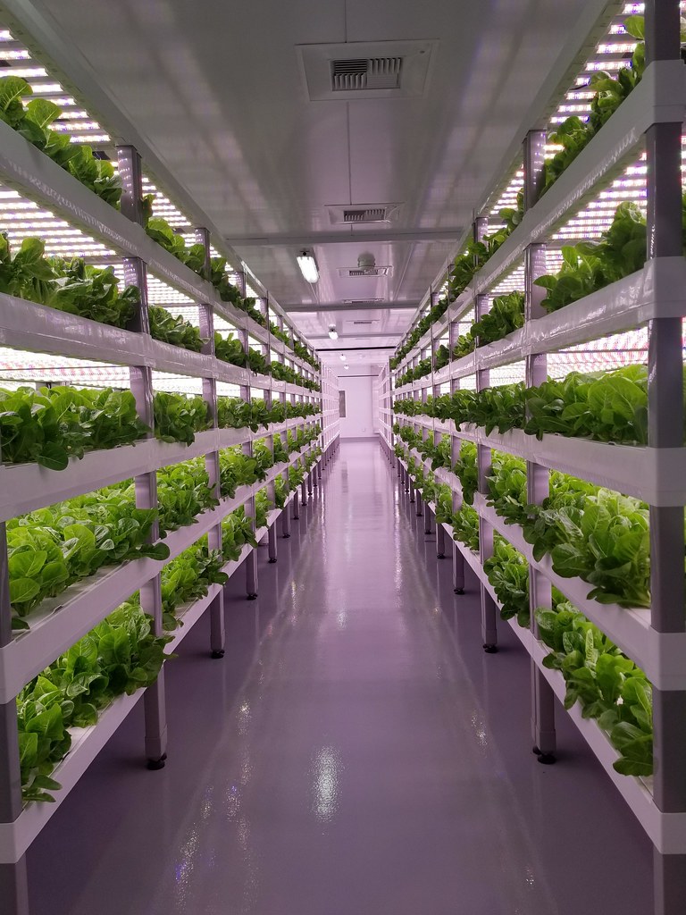 An image of crops grown on stacked shelves